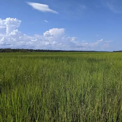 thumbnail for publication: Salt Marsh Restoration: A Summary of Approaches